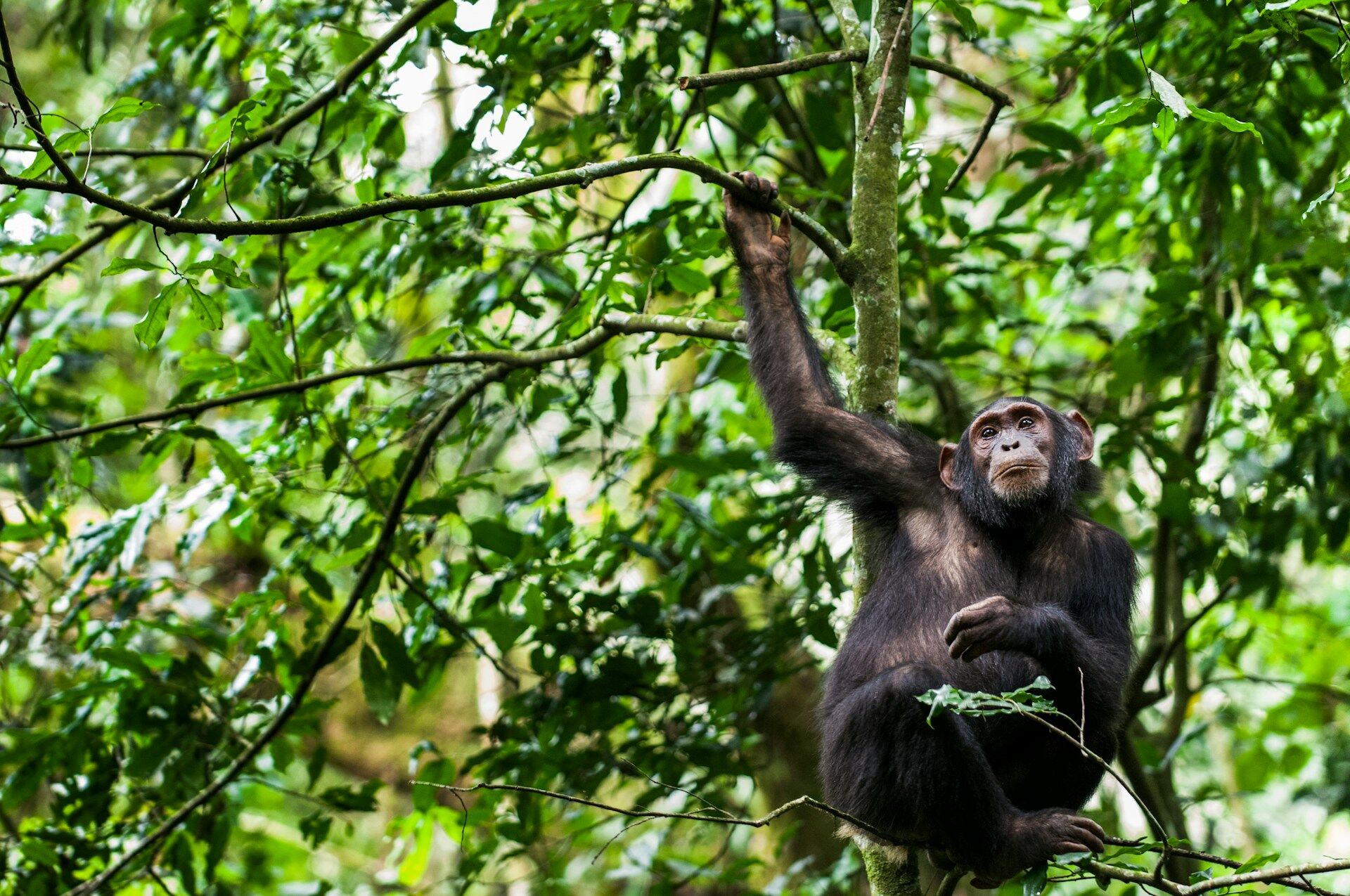 chimpanzee