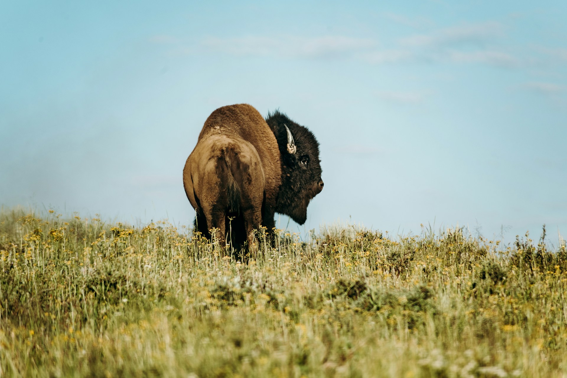 Yellowstone Bison
